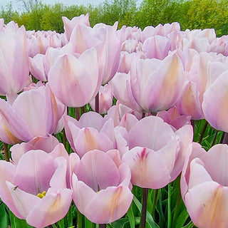 Silver Cloud Tulip Seeds